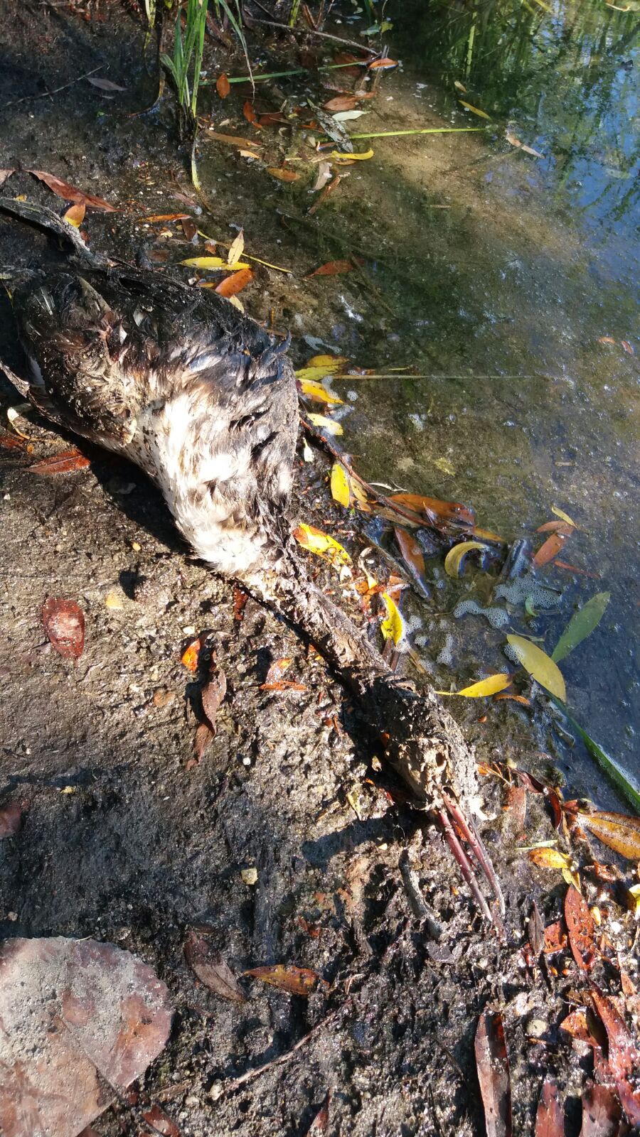 Moria di uccelli a Basiglio: il focolaio si estende. La Asl finalmente interviene