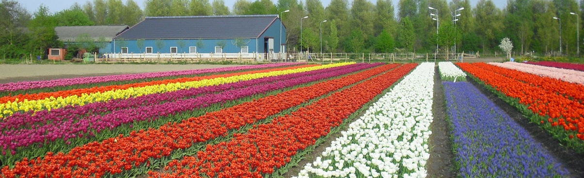 Nel Parco Agricolo Sud Milano  a Cornaredo, arrivano gli olandesi e creano il variopinto giardino dei tulipani